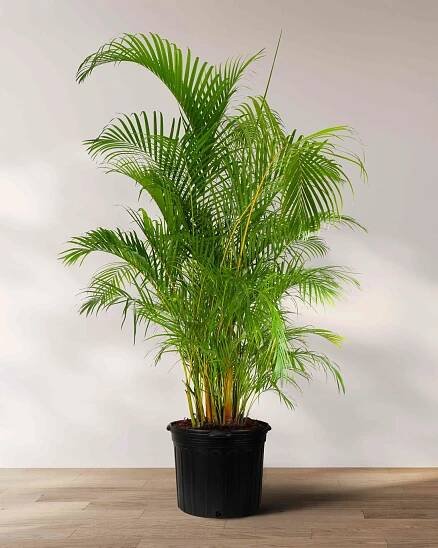 Areca Palm, Golden Cane, Dypsis Lutescens