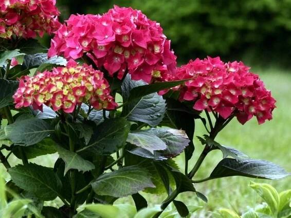 Hortenzie velkolistá 'Royal Red'®