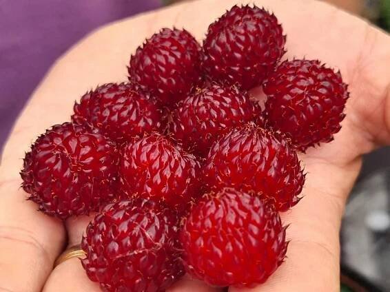 Maliník 'Raspberry Tower' PBR - Zahradnictví Spomyšl