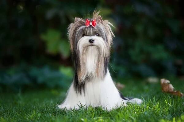 biewer terrier with a red bow in their hair sits on grassy lawn