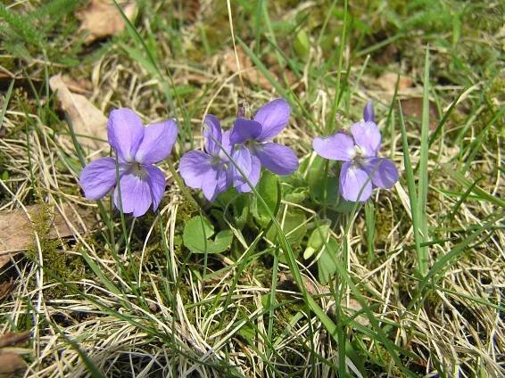 Violka chlupatá – Wikipedie