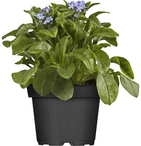 OBI Pomněnka různé barvy průměr květináče cca 11 cm nakoupit u OBI