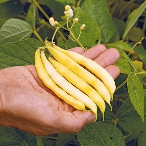 roc dor snap bean