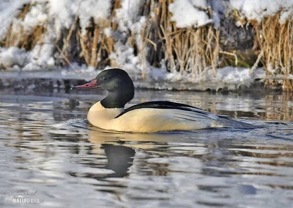 Morčák velký | Naturfoto.cz