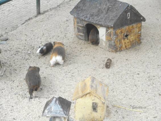 VYŠKOV- ZOO A DINOPARK