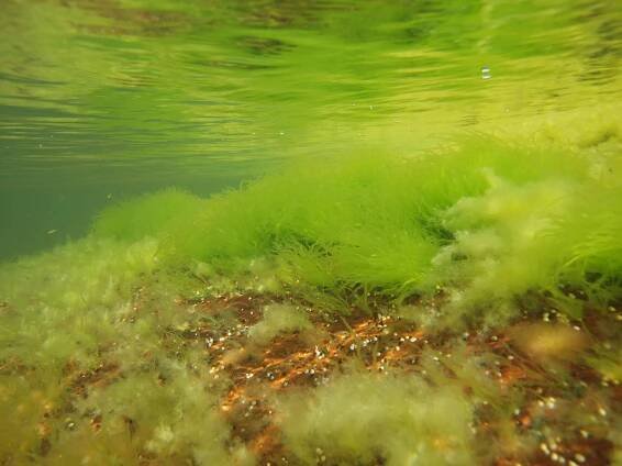 Filamentous algae on a bright, shallow rocky bottom underwate.