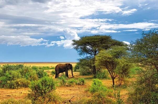 Safari Tsavo East-West (2 Noci) + Jacaranda 1