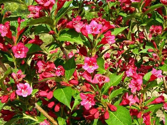 VAJGÉLIE S JASNĚ ČERVENÝMI KVĚTY- WEIGELA ́RED PRINCE ́