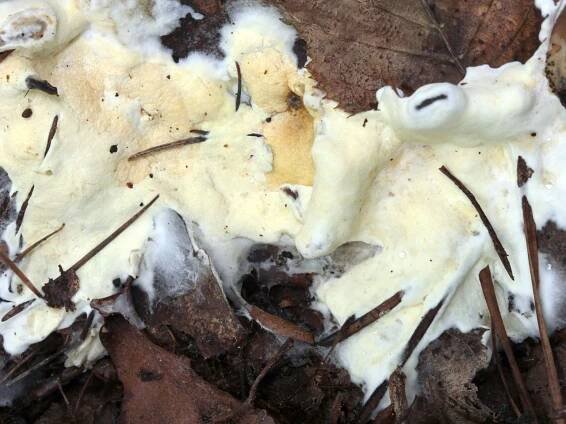 Sordariomycetes - tvrdohouby - myko.cz