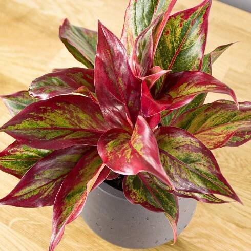 Aglaonema Crete