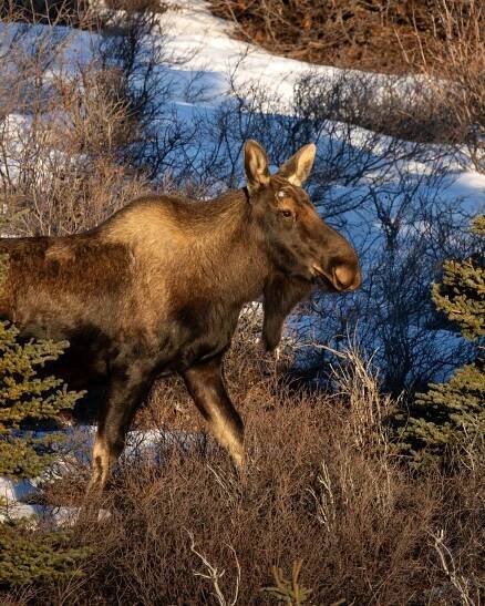 Wildlife in Alaska - All About Alaska's Wildlife | Travel Alaska