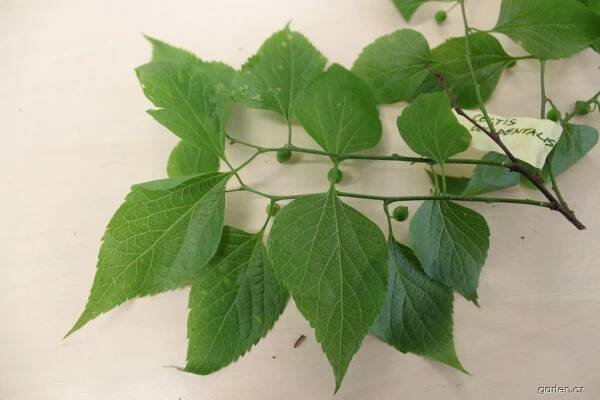 Břestovec západní (Celtis occidentalis), listy