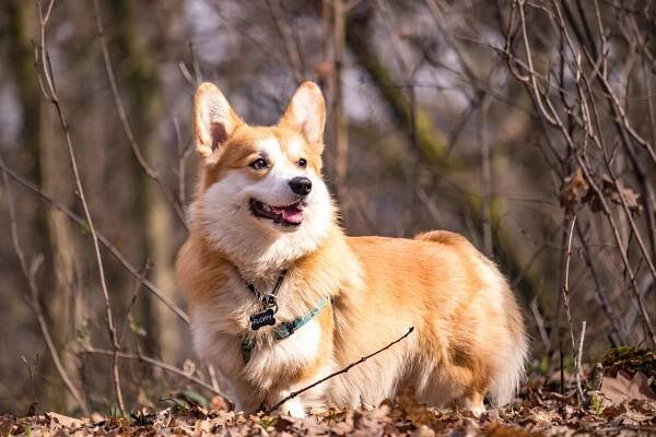 Pes, Corgi, Mazlíček, Roztomilý