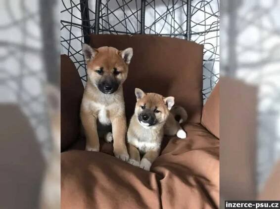 Shiba Inu, štěňata na prodej