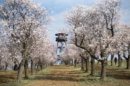 Slavnosti mandloní a vína Hustopeče 2024 - Soňa Belicová