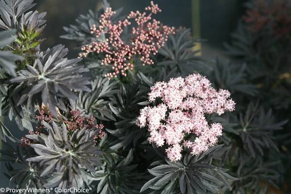 Laced Up Elderberry