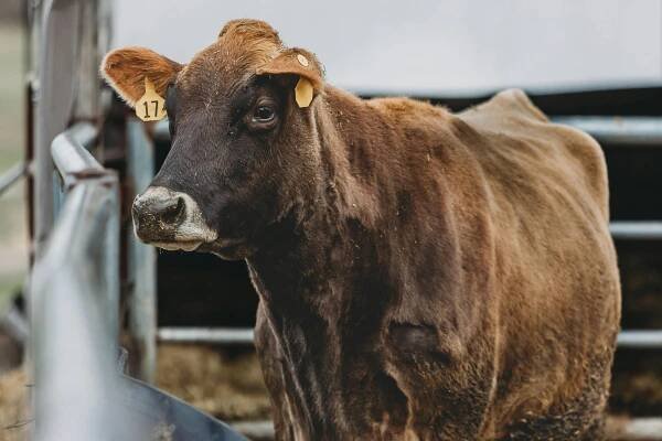 Základová fotografie na téma @ venku, barnyard, černobílý, chov dobytka, chov hospodářských zvířat, chov zvířat, detail