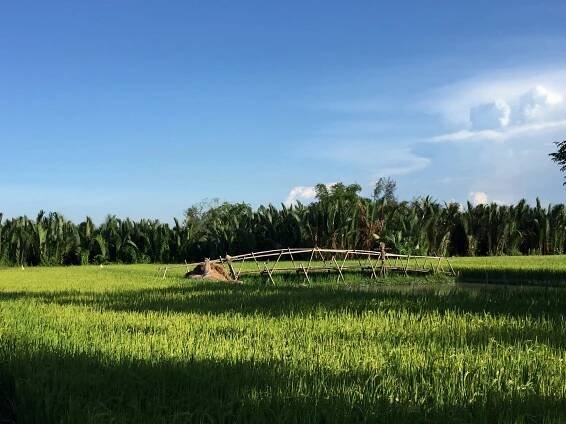 Hoi An Express (2025) - All You Need to Know BEFORE You Go (with Reviews)