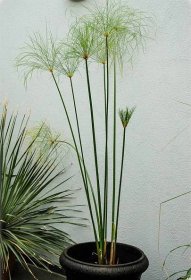 Cyperus papyrus - Papyrus, Umbrella Sedge, Galingale