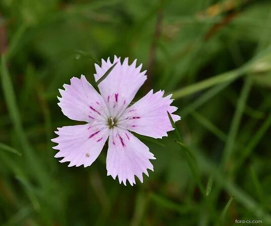 Hvozdík lesklý - Dianthus nitidus