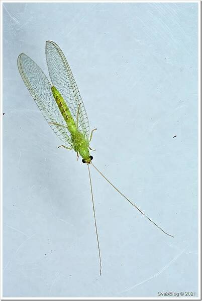 Zlatoočko Chrysotropia ciliata