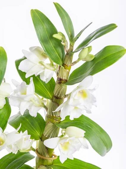 Orchidej Stromobytec, Dendrobium nobile, 2 výhony, bílá | ZAZUMi.cz
