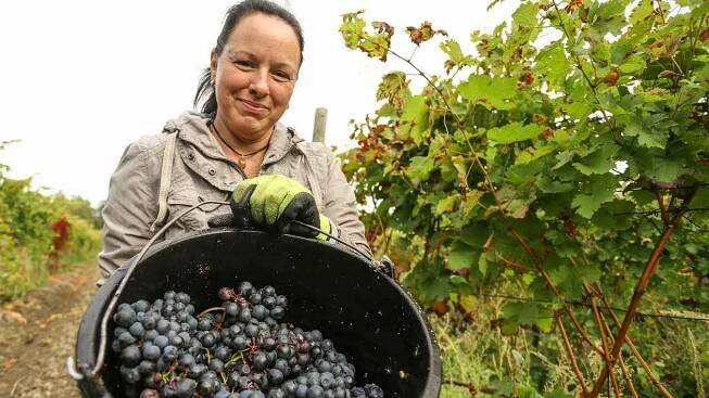 Z vinobraní u Bettiny Lobkowicz na Mělníku