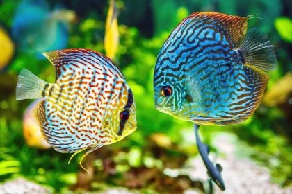 two-discus