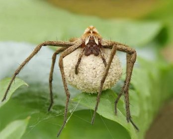 Pavouci a kokony: Pečlivá slíďáčí matka