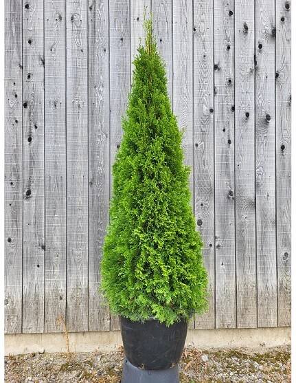 ARBOEKO Zerav západní (Thuja occidentalis) "Smaragd" 60-80 cm nakoupit u OBI