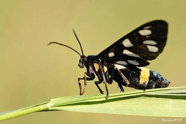 Obrázek - Amata phegea (běloskvrnáč pampeliškový) | BioLib.cz