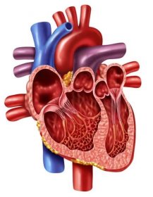Koncepce vnitřní anatomie lidského srdce s ventily ze zdravého těla izolovaná na bílém pozadí jako zdravotní symbol zdravotní péče vnitřního kardiovaskulárního orgánu v 3D ilustračním stylu. — Stock obrázek