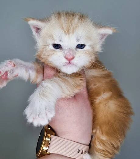 Ulrich 3 Weeks