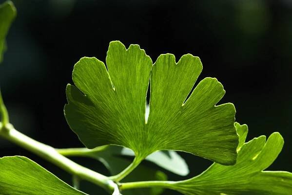Ginkgo biloba ´Mariken´ - jinan dvoulaločný - list 