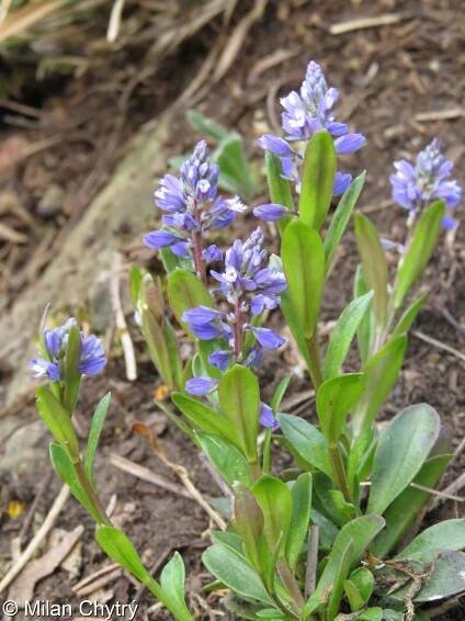 fotografie Polygala amara subsp. brachyptera (vítod hořký krátkokřídlý)