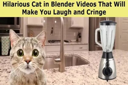 Hilarious Cat in Blender Videos That Will Make You Laugh and Cringe