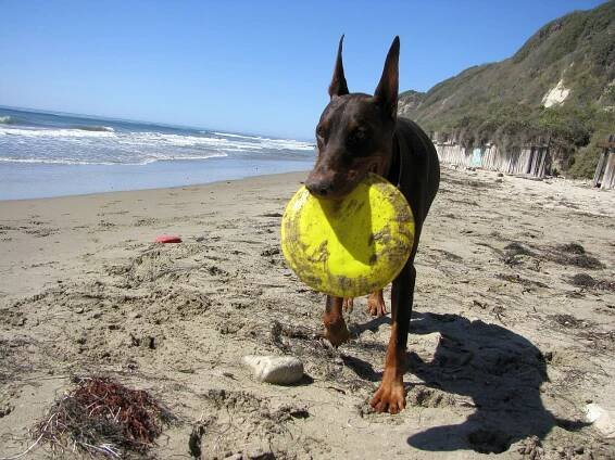 Dogfrisbee aneb sportování se psem může být zábava! • Magazín o psech