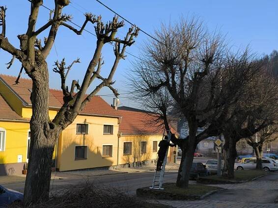 Ořez lip na městečku 5. 2. 2025