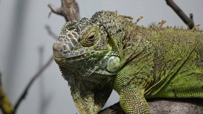 EXOTIKA 2016: ptáci, plazi, savci a akvarijní ryby z pěti kontinentů světa v Lysé nad Labem | RadaVeterináře.cz 