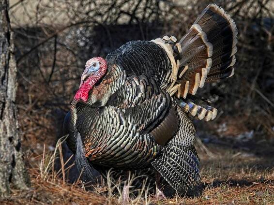 Upland Game Birds – Ken Scheepers Photography