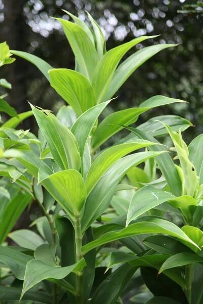 bezplatná Detailní záběr na svěží zelené rostliny Dracaena s tropickým olistěním. Základová fotografie
