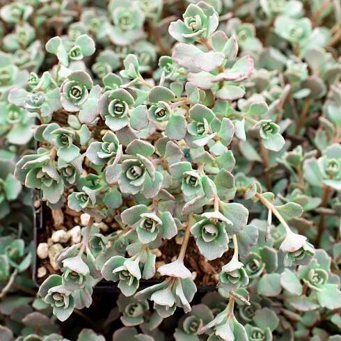 Sedum cauticola 'Lidakense' - Pink Stonecrop [large] - April