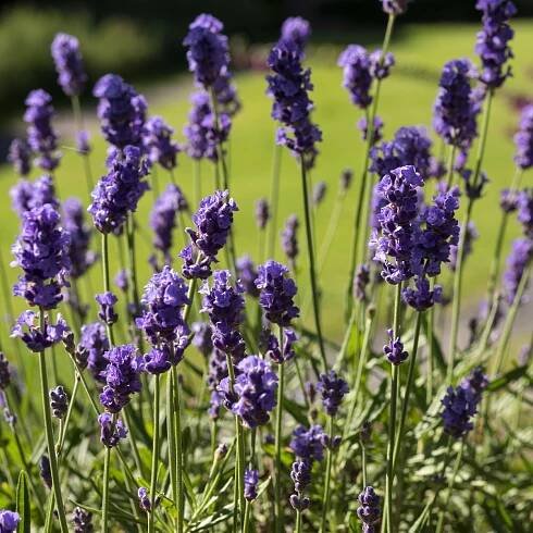 Levandule Hidcote Blue Strain - Lavandula angustifolia - semena - 30 ks