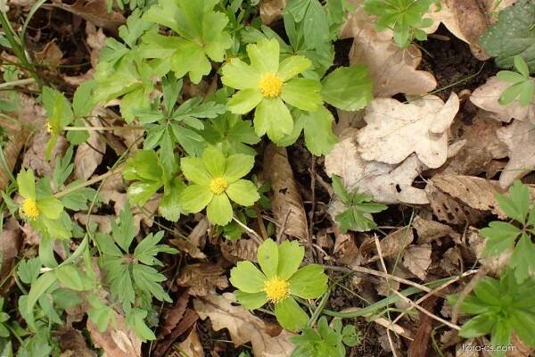 Hvězdnatec zubatý (Hacquetia epipactis)