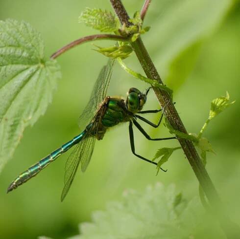 Somatochlora metallica