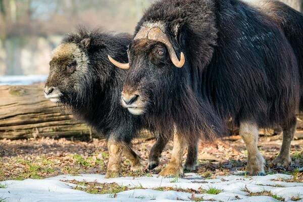 Nejnavštěvovanějším místem Ústeckého kraje je zoopark