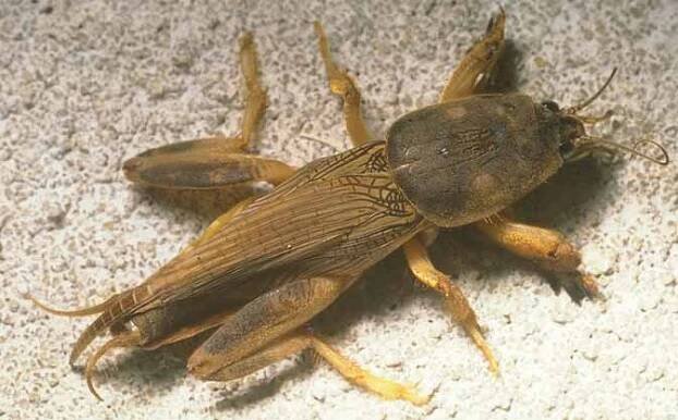 St. Augustine Lawn Pests