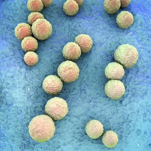 Streptococcus mutans bacteria, gram-pozitivní koky, které způsobují zubní kaz, 3D ilustrace — Stock obrázek