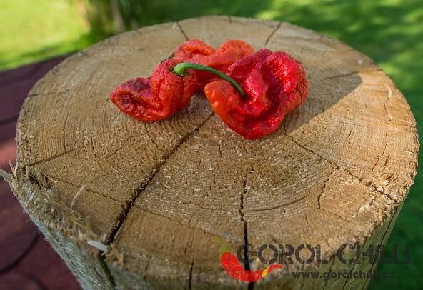 Apocalypse Scorpion | Chilli semena | Chilli semena | Chilli semínka | Chilli omáčky | GOROL CHILLI