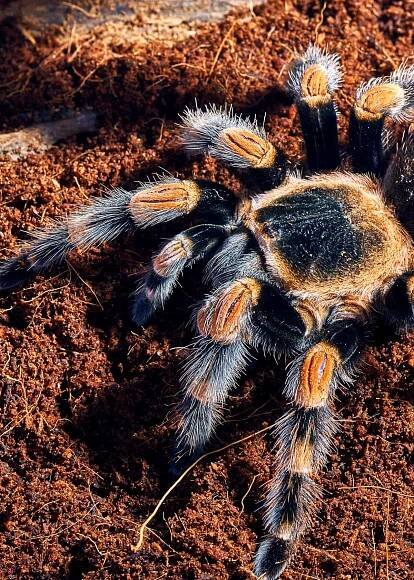 Mexican red knee tarantula